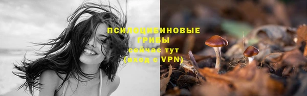хмурый Нефтекумск